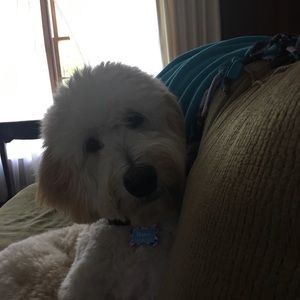 Meet your Posher, Laura